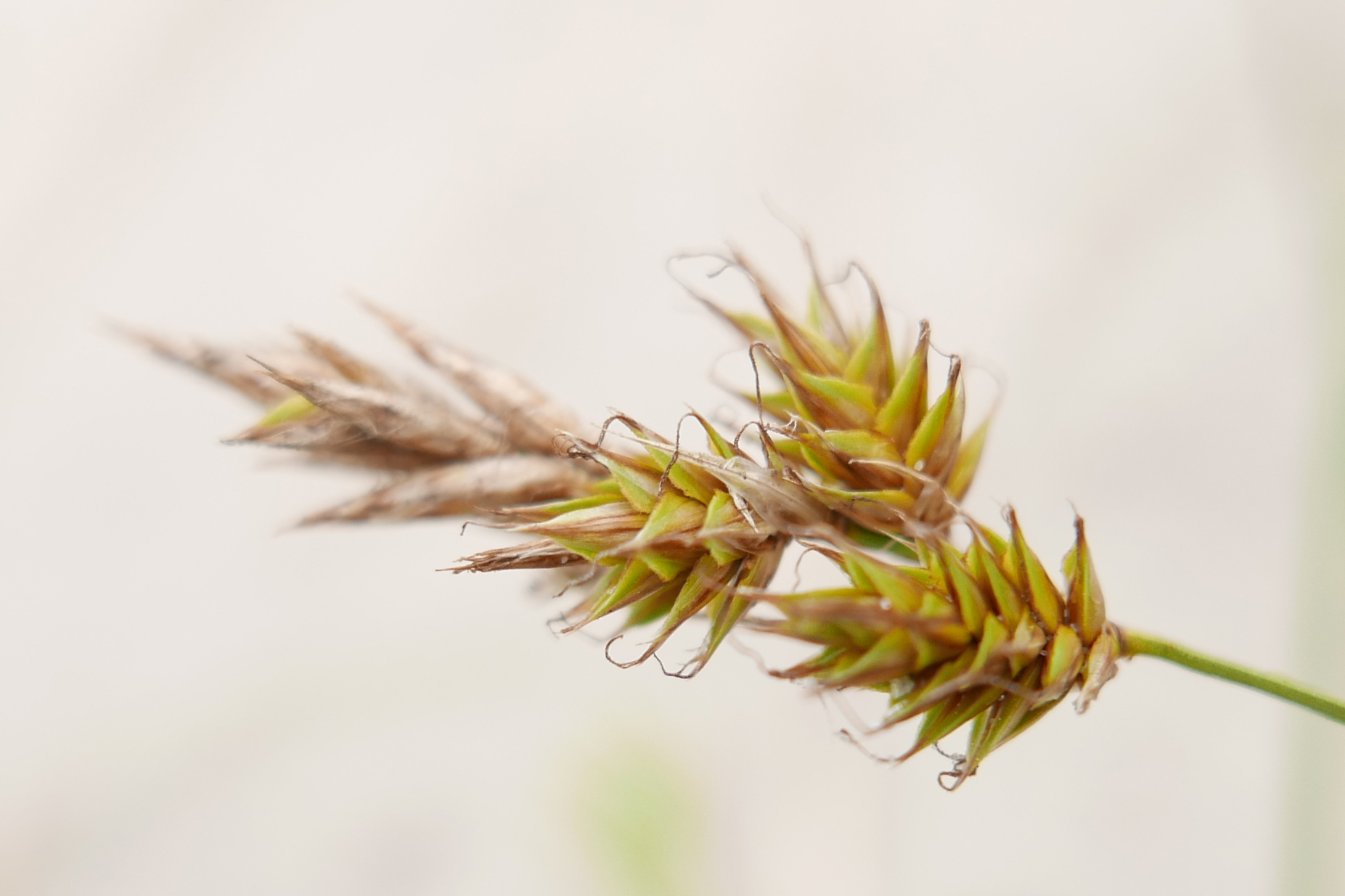 Zandzegge Carex arenaria